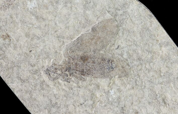 Fossil March Fly (Plecia) - Green River Formation #65152